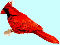 Northern Cardinal