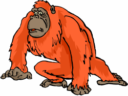 Orangutan