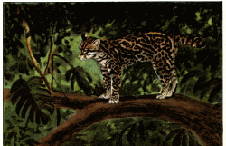 Ocelot