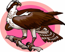 Osprey