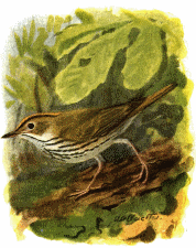 Ovenbird