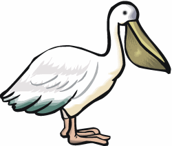 Pelican