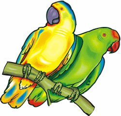 Parrot