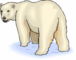 Polar Bear