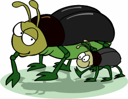 Beetle