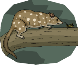 Quoll