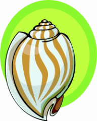 Seashell