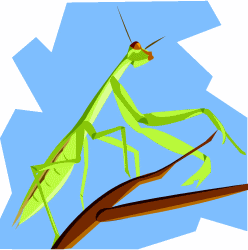 Stick Insect