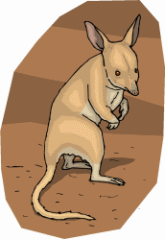 Bilby