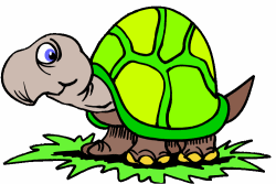 Tortoise