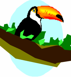 Toucan