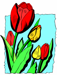 Tulip