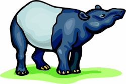 Tapir