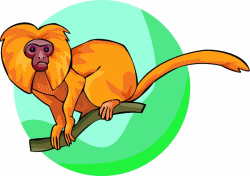 Tamarin