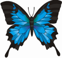 Ulysses Butterfly