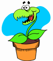 Venus Fly Trap