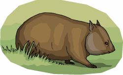 Wombat