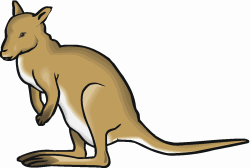 Wallaby