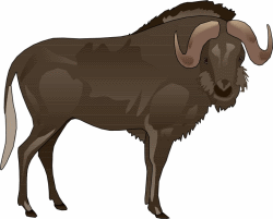 Wildebeest