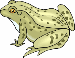 Xenopus