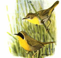 Yellowthroat