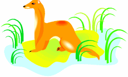 Yellow Mongoose