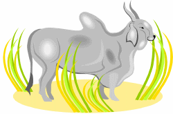 Zebu