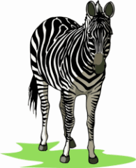 Zebra