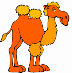 Camel