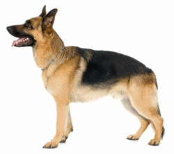 German Shepherd Dog