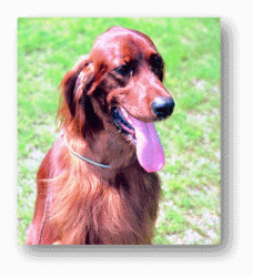 Irish Setters