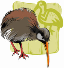 Kiwi Bird