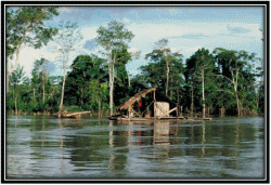 The Amazon Rainforest