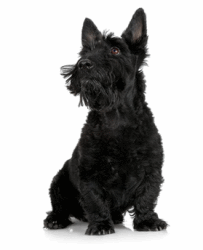 Scottish Terrier