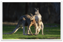 Kangaroos