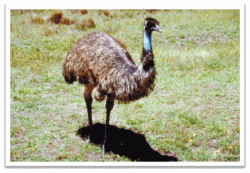 Emus