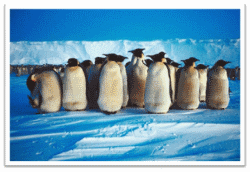 Emperor Penguins