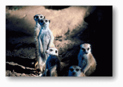 Meerkats