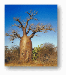 Baobab Trees