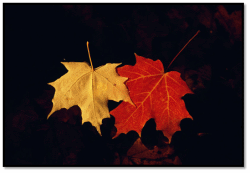 Maple Leaf