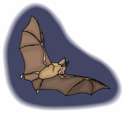 Bats