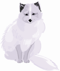 Arctic Foxes