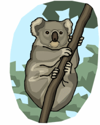 Koalas