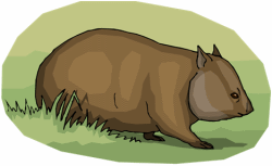 Wombats