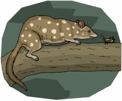 Quolls