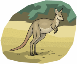 Kangaroos