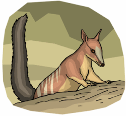 Numbats