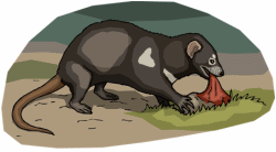 Tasmanian Devils