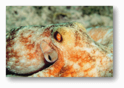 Octopuses