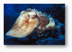 Cuttlefish